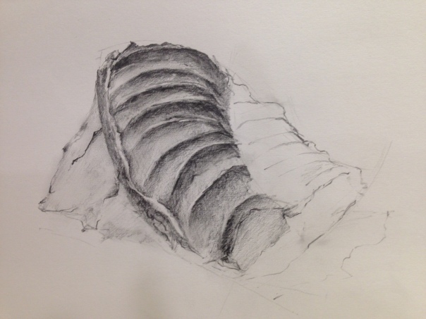 Docent drawing of displayed ammonite (graphite and pencil on paper)